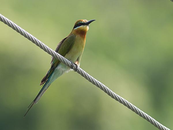 <h3><a href="/trips/srilanka/biota/animalia/chordata/aves/037 coraciiformes/006 meropidae/merops philippinus/merops philippinus-nl.html">Merops&nbsp;philippinus</a> / Blue‑tailed&nbsp;bee‑eater / Blauwstaartbijeneter</h3>NIKON D500 met AF-S Nikkor 300mm f/2.8G IF-ED VR II, 1/1000 sec  bij F5.6, ISO 200, afstand 14.9&nbsp;m